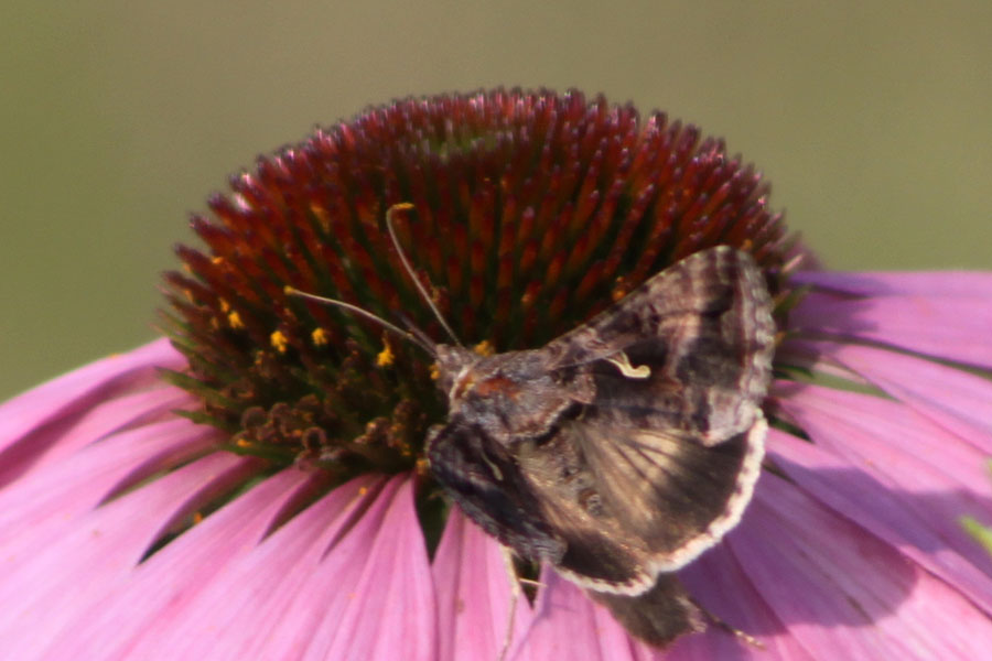 A proposito di Autographa gamma